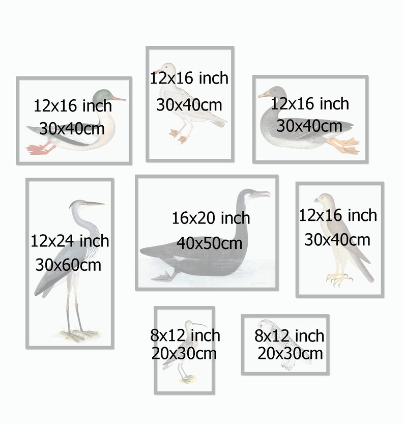 Birds Print Set of 8 Home Gallery Wall Art Decor Large Scale Etsy