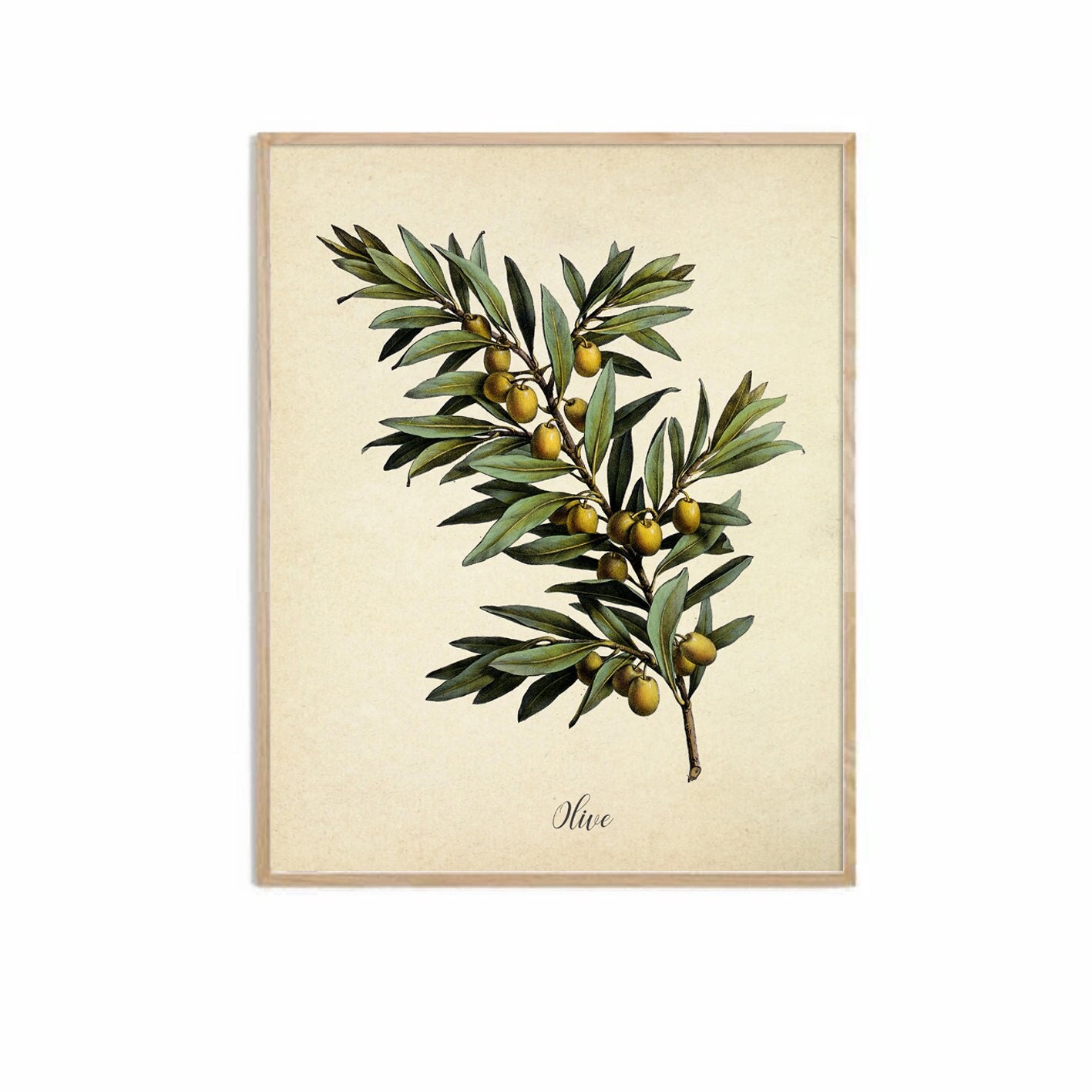 Olive Branch Print, Antique Olive Tree, Olive Botanical Illustration, Kitchen Wall Decor
