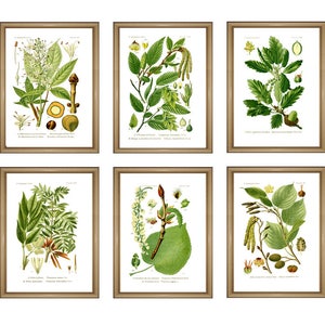 Botanical wall art print SET of 6 green leaves print tree print plant poster chestnut carpinus oak tree ash poplar alder