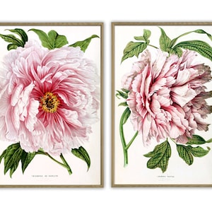 K&ouml;nnte beinhalten: Zwei gerahmte botanische Drucke von rosa Pfingstrosen mit gr&uuml;nen Bl&auml;ttern. Die Drucke sind mit "Triomphe de Harlem" und "Souvenir de la Malmaison" betitelt.