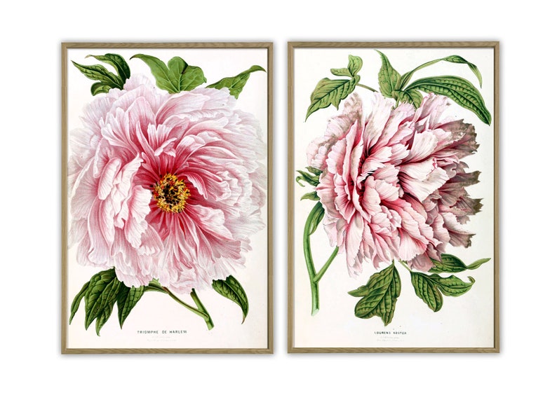 K&ouml;nnte beinhalten: Zwei gerahmte botanische Drucke von rosa Pfingstrosen mit gr&uuml;nen Bl&auml;ttern. Die Drucke sind mit "Triomphe de Harlem" und "Souvenir de la Malmaison" betitelt.