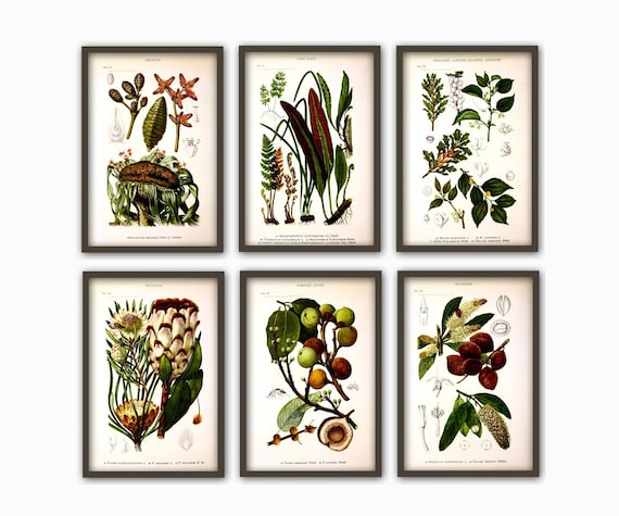 Botanical Wall Art Print Set of 6, Home Decor, Botanical Illustration, Plant Gallery, Plant Poster, Plant Decor