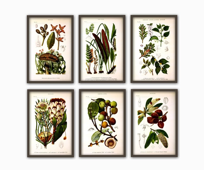Antique Plant Wall Art Print Set of 6, Home Decor, Botanical Illustration, Plant Gallery, Plant Poster, Plant Decor image 1