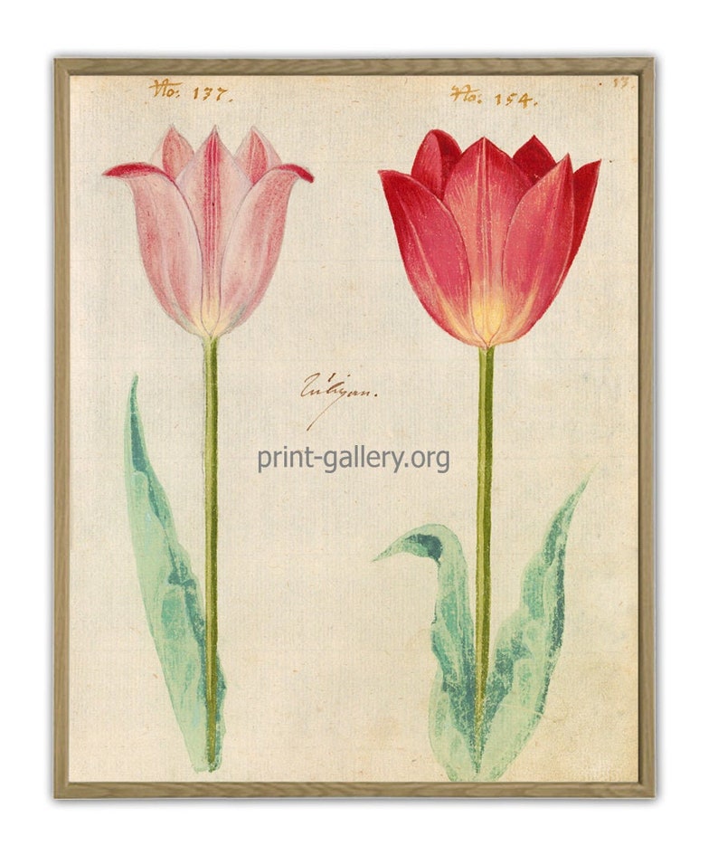 May include: Two vintage botanical illustrations of tulips. The tulip on the left is pink with a yellow center. The tulip on the right is red with a yellow center. Both tulips have green stems and leaves. The text "No. 177." is above the pink tulip and the text "No. 154." is above the red tulip. The text "print-gallery.org" is below the tulips.