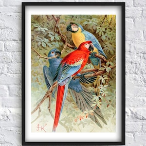 Papagei Druck Vogel Druck Tropischer Vogel Illustration Wand Kunst Dekor