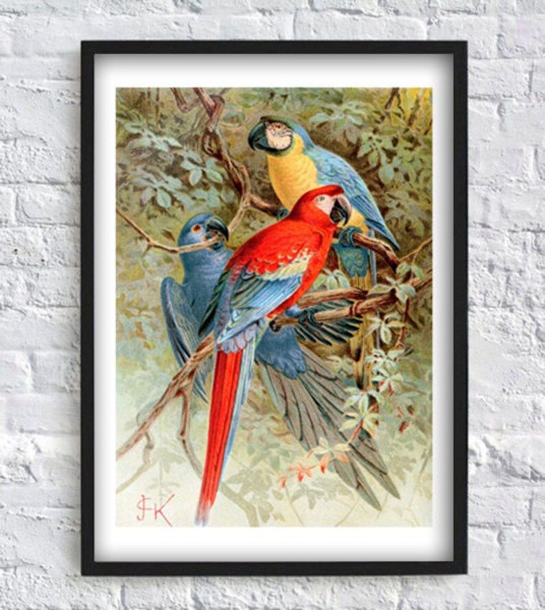 Leinwandbild Dschungel Papagei - 80x160cm, Tropisch, Für Wohnzimmer & Schlafzimmer