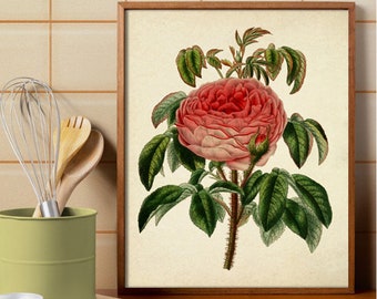 Vintage Rose Print, Botanical Print Flower Art, Flower Print, Rose Print, Giclee, Wall Art, Art Prints, Wall Decor