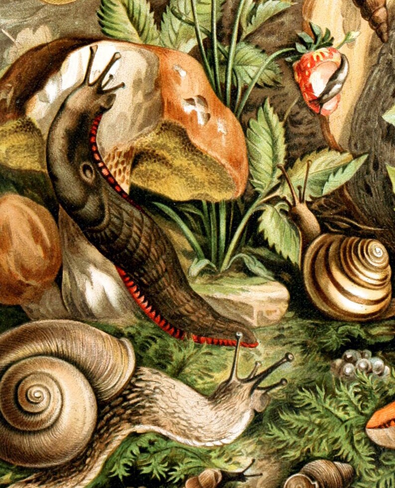Kitchen Decor Snail Print Botanical Art Biology Print - Etsy