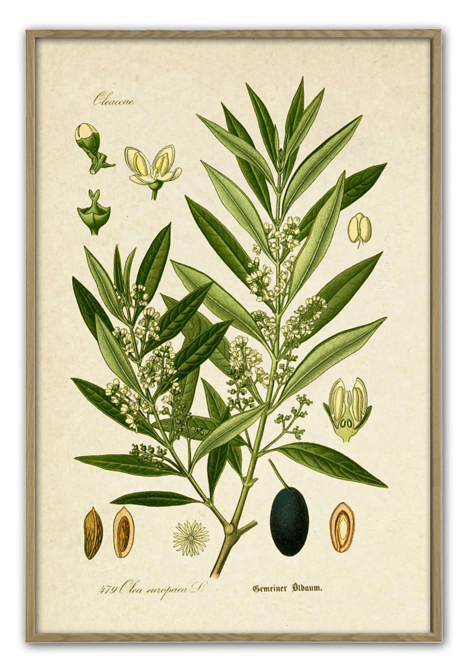 Olive Branch Print Vintage Olive Tree Olive Botanical Etsy