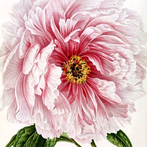 K&ouml;nnte beinhalten: Nahaufnahme einer rosa Pfingstrose mit gelber Mitte. Die Bl&uuml;te ist in voller Bl&uuml;te und hat viele Bl&uuml;tenbl&auml;tter. Die Bl&uuml;te ist von gr&uuml;nen Bl&auml;ttern umgeben.