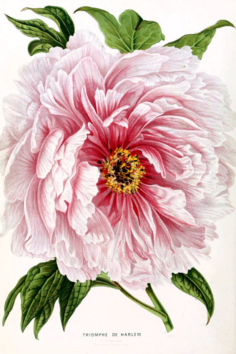 K&ouml;nnte beinhalten: Nahaufnahme einer rosa Pfingstrose mit gelber Mitte. Die Bl&uuml;te ist in voller Bl&uuml;te und hat viele Bl&uuml;tenbl&auml;tter. Die Bl&uuml;te ist von gr&uuml;nen Bl&auml;ttern umgeben.
