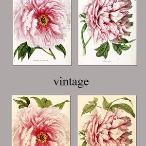 K&ouml;nnte beinhalten: Vier botanische Illustrationen im Vintage-Stil von rosa Pfingstrosen mit gr&uuml;nen Bl&auml;ttern. Die Illustrationen sind mit "Triumph de Malines" und "Louvain Botter" beschriftet.
