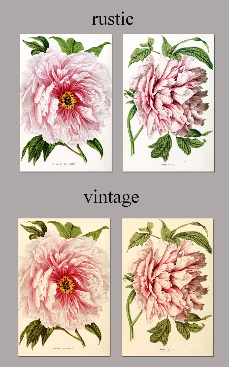 K&ouml;nnte beinhalten: Vier botanische Illustrationen im Vintage-Stil von rosa Pfingstrosen mit gr&uuml;nen Bl&auml;ttern. Die Illustrationen sind mit "Triumph de Malines" und "Louvain Botter" beschriftet.