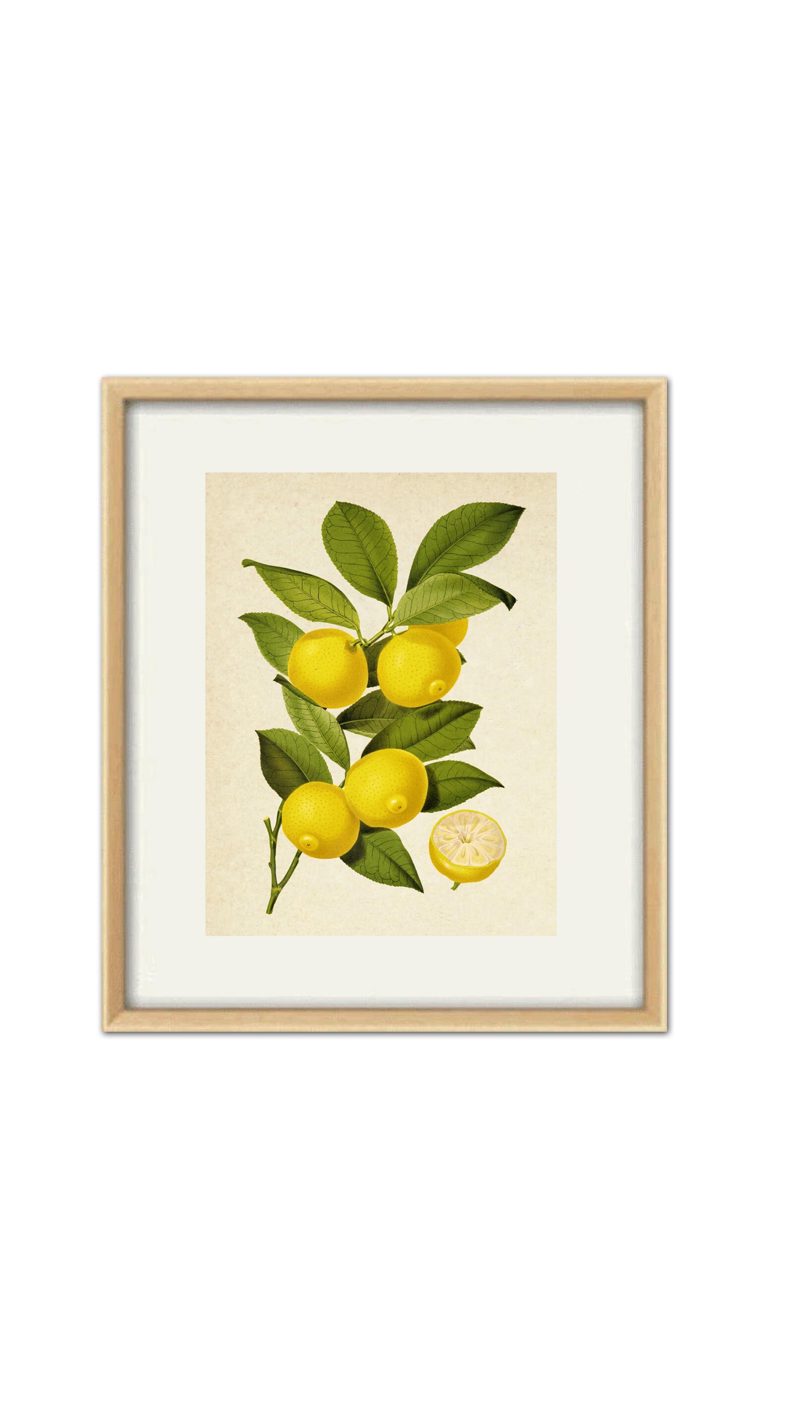 Fruit Print Botanical Wall Art Print Kitchen Wall Decor Etsy
