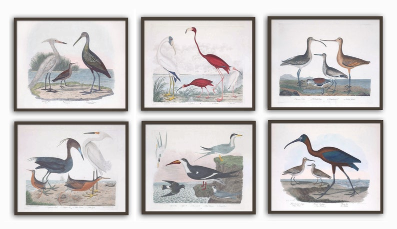 Home Gallery American Ornithology Birds Print Set of 6 Large Wall Art Decor