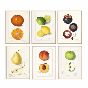 Fruit Art Print Set of 6, Antique  Botanical Fruit Home Decor, Fruit Illustration Set, Kitchen Decor, Kitchen Fruit Print, Fruit Gallery