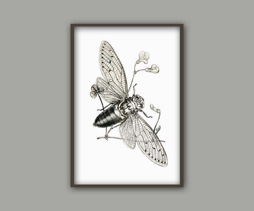 Cicada Print Insect Art Print, Vintage Painting Print, Entomology Poster, Black and White