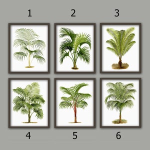 May include: Set of six framed botanical prints featuring illustrations of palm trees. Each print has a white background and a brown frame. The prints are numbered 1 through 6.