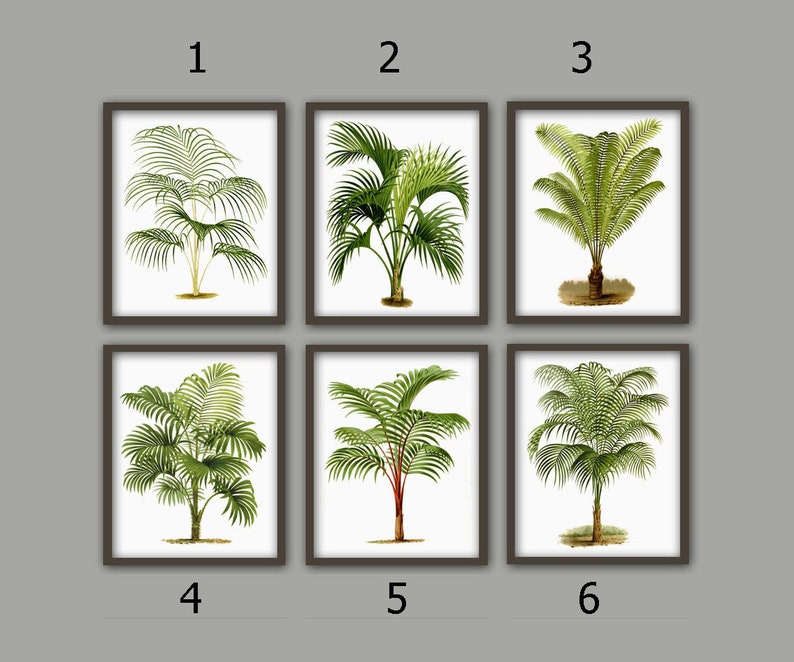 May include: Set of six framed botanical prints featuring illustrations of palm trees. Each print has a white background and a brown frame. The prints are numbered 1 through 6.