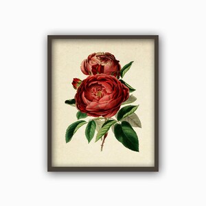 May include: A vintage botanical illustration of a cluster of red roses with green leaves. The roses are in full bloom and have a delicate, romantic feel.