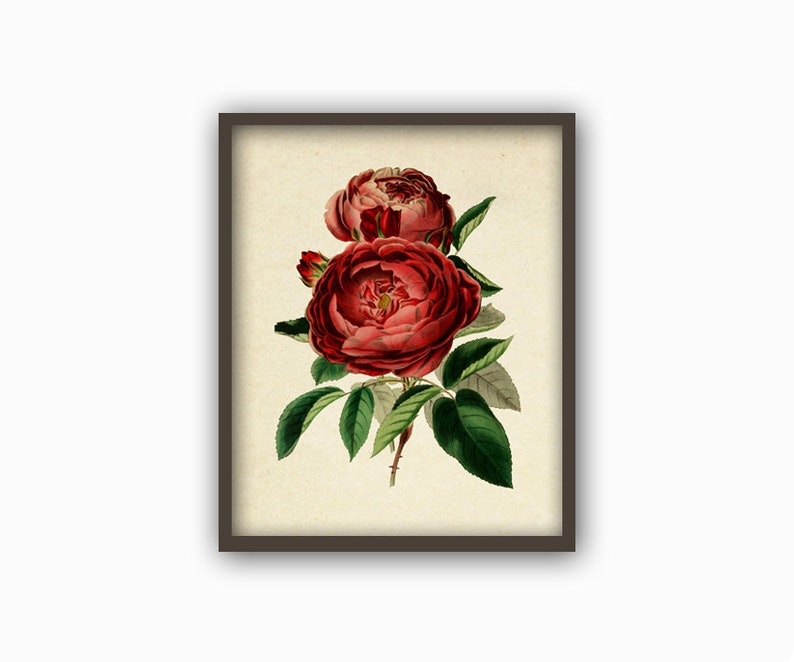 May include: A vintage botanical illustration of a cluster of red roses with green leaves. The roses are in full bloom and have a delicate, romantic feel.