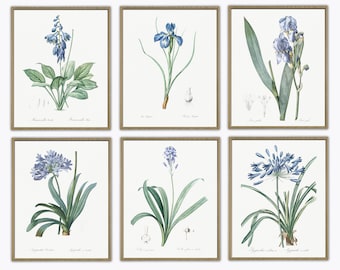Impresión de flores, decoración botánica de pared, flores azules, juego de 6, arte de pared de galería - 750-8