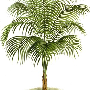 May include: A detailed illustration of a palm tree with green leaves and a brown trunk. The tree is set against a white background.