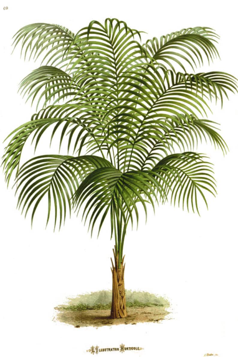 May include: A detailed illustration of a palm tree with green leaves and a brown trunk. The tree is set against a white background.