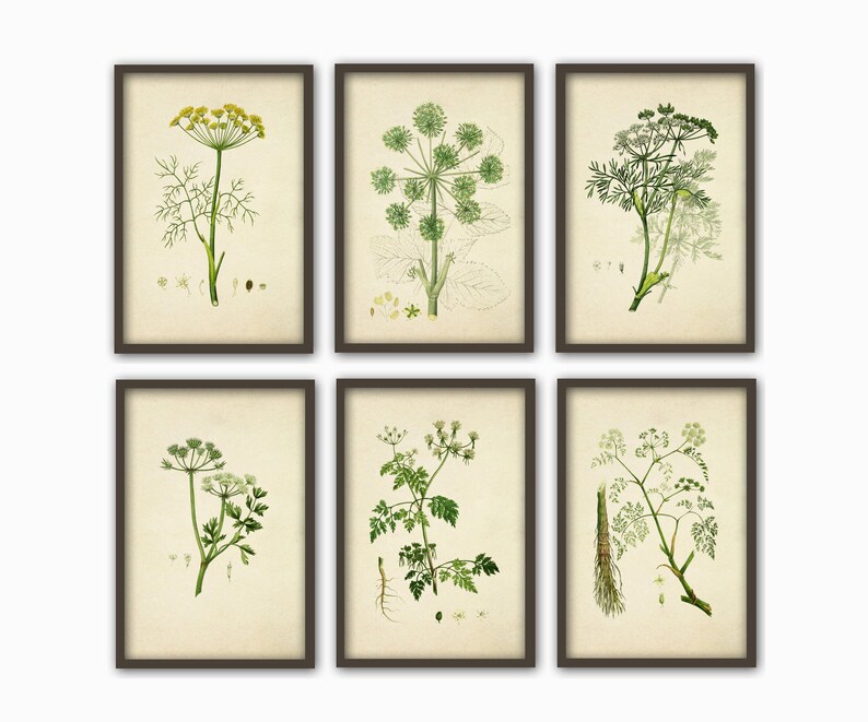 Botanical Print Set, Botanical Wall Art Decor, Botanical Set of 6 ...