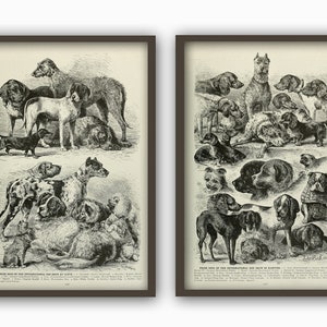 Antique Dog Breeds Print Set of 2, Dog Types Wall Art Decor, Vintage Dog Breed Poster, Antique Book Plate Illustrations, Dog Poster