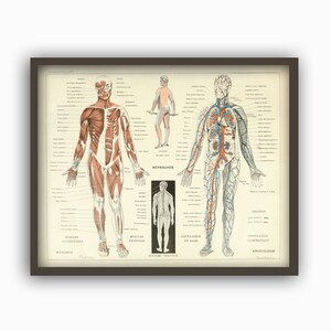 Muscles humains Corps Antique Anatomie Mur Art Print Squelette Humain Biologie Étudiant Idée Cadeau Anatomie Antique Décor À La Maison image 3