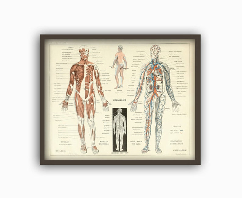 Muscles humains Corps Antique Anatomie Mur Art Print Squelette Humain Biologie Étudiant Idée Cadeau Anatomie Antique Décor À La Maison image 3