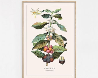 Impresión de café arábico, impresión de planta de café, ilustración de café, póster de café, impresión de arte de pared