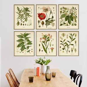 Puede incluir: Conjunto de seis estampas bot&aacute;nicas vintage con ilustraciones de diversas plantas, incluyendo cannabis, amapola, caf&eacute;, tabaco y otras especies. Las estampas est&aacute;n enmarcadas en un marco de madera clara y se exhiben en una pared blanca sobre una mesa de madera.