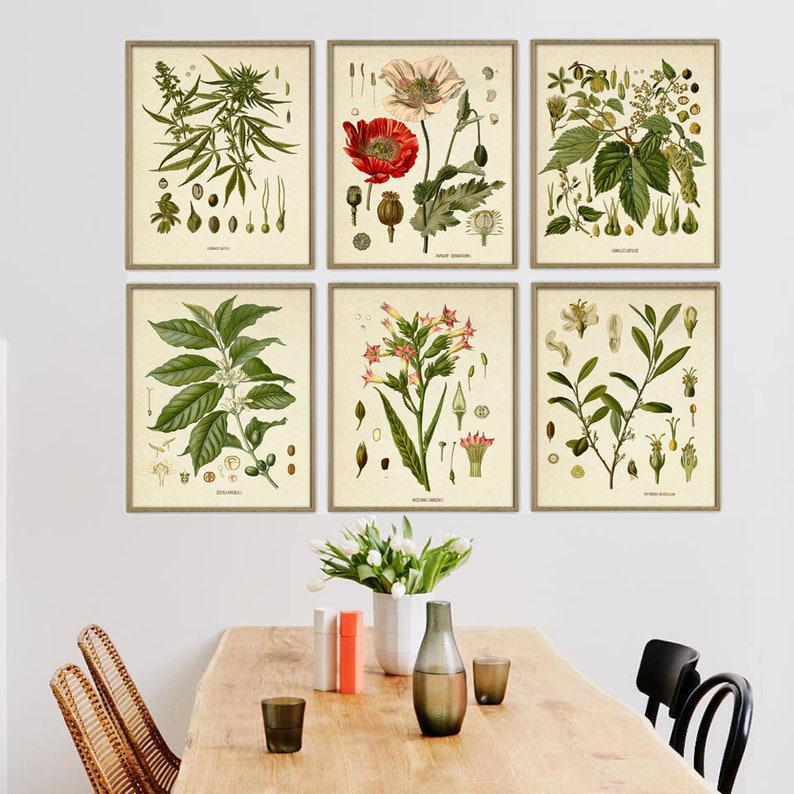 Puede incluir: Conjunto de seis estampas bot&aacute;nicas vintage con ilustraciones de diversas plantas, incluyendo cannabis, amapola, caf&eacute;, tabaco y otras especies. Las estampas est&aacute;n enmarcadas en un marco de madera clara y se exhiben en una pared blanca sobre una mesa de madera.