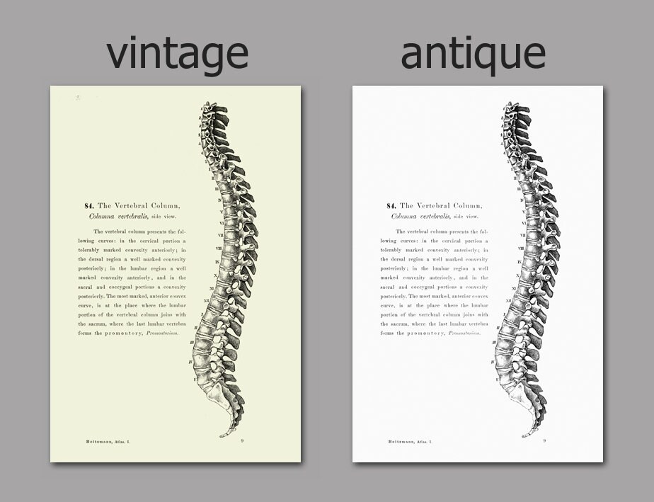 Human Anatomy Print Set of 6, Medical Office Wall Art Decor, Vintage ...