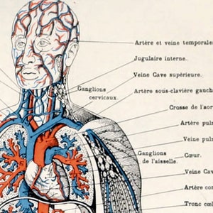 Muscles humains Corps Antique Anatomie Mur Art Print Squelette Humain Biologie Étudiant Idée Cadeau Anatomie Antique Décor À La Maison image 6