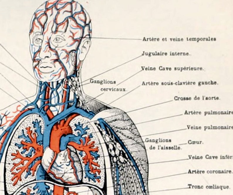 Muscles humains Corps Antique Anatomie Mur Art Print Squelette Humain Biologie Étudiant Idée Cadeau Anatomie Antique Décor À La Maison image 6