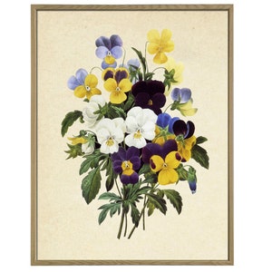 K&ouml;nnte beinhalten: Eine Vintage-botanische Illustration eines Strau&szlig;es Stiefm&uuml;tterchen in den Farben Lila, Gelb und Wei&szlig;. Die Blumen sind in einer Gruppe mit gr&uuml;nen Bl&auml;ttern und Stielen angeordnet.