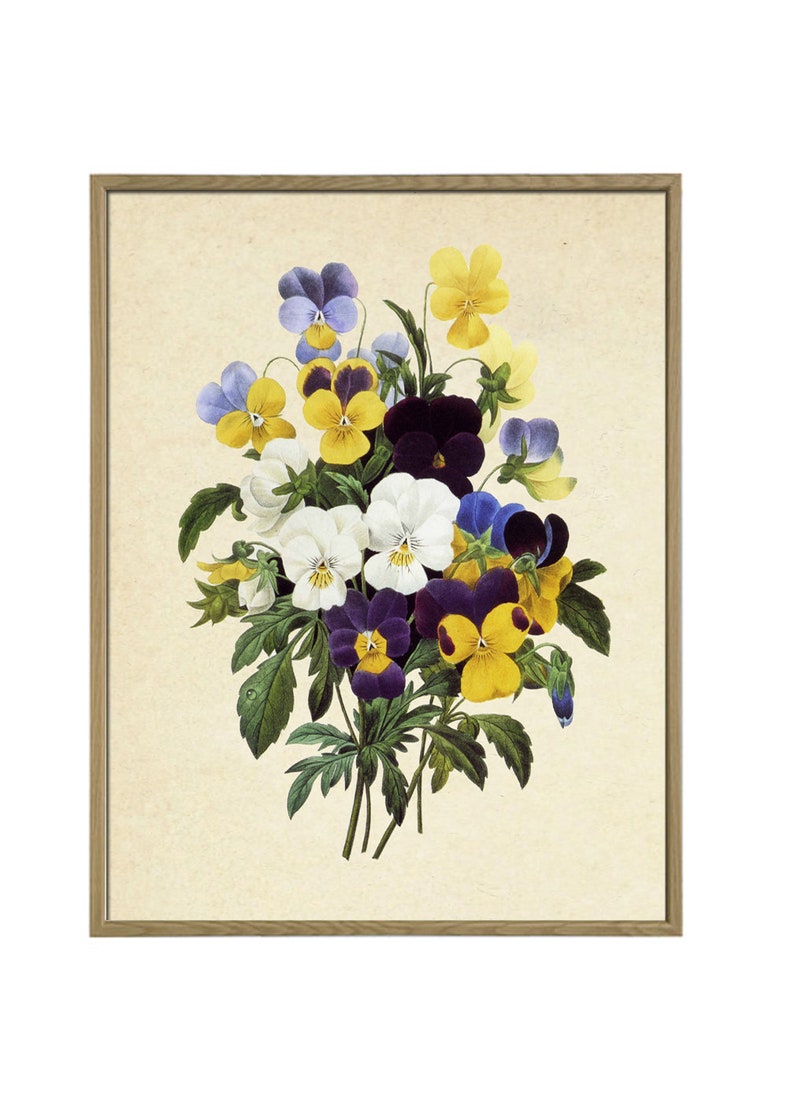 K&ouml;nnte beinhalten: Eine Vintage-botanische Illustration eines Strau&szlig;es Stiefm&uuml;tterchen in den Farben Lila, Gelb und Wei&szlig;. Die Blumen sind in einer Gruppe mit gr&uuml;nen Bl&auml;ttern und Stielen angeordnet.
