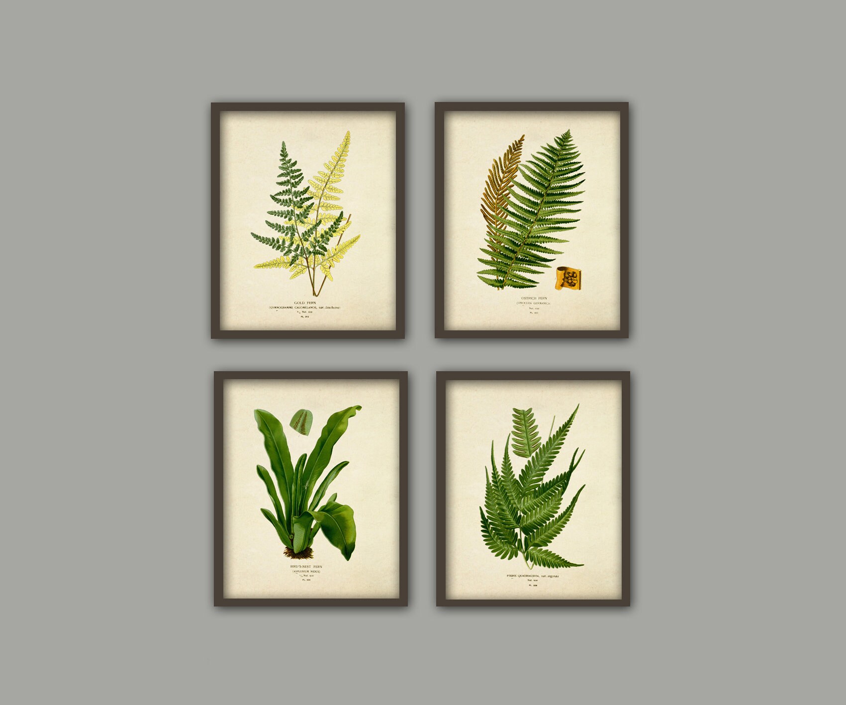 Plant Wall Art Print Set of 4 Botanical Illustration Home Etsy