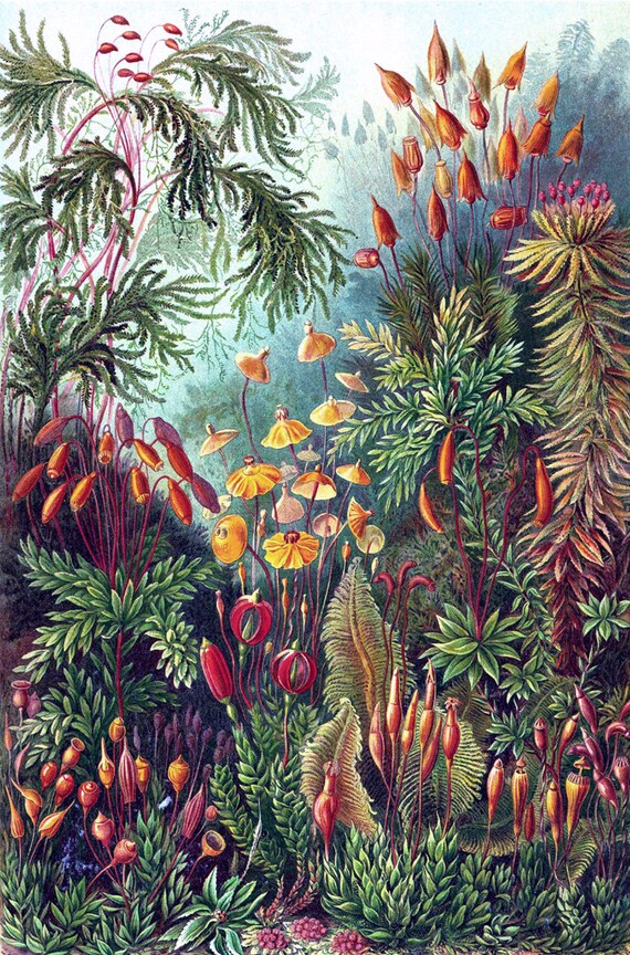 Farn Blume Druck Botanische Illustration von Ernst Haeckel Kunstformen der Natur, Blumen und Moose Print, Botanischer Vintage Druck