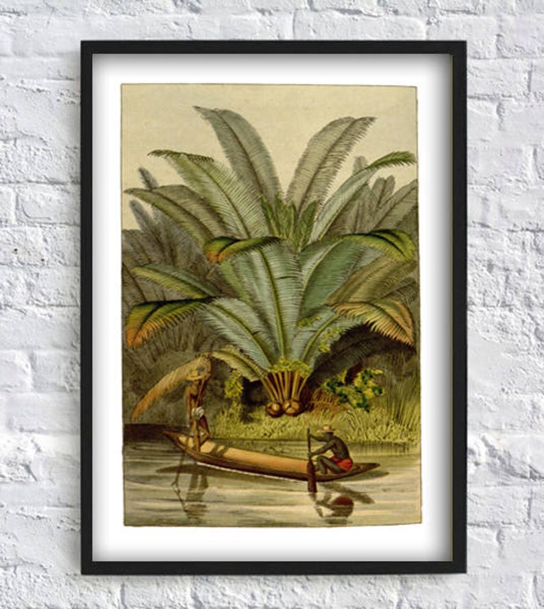 May include: A vintage illustration of a tropical scene with two people in a canoe paddling through a river surrounded by palm trees.