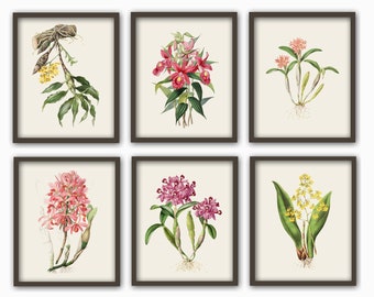 Set of 6 Orchid Print Botanical Flowers Illustration Art Floral Collection Print Wall Art Decor