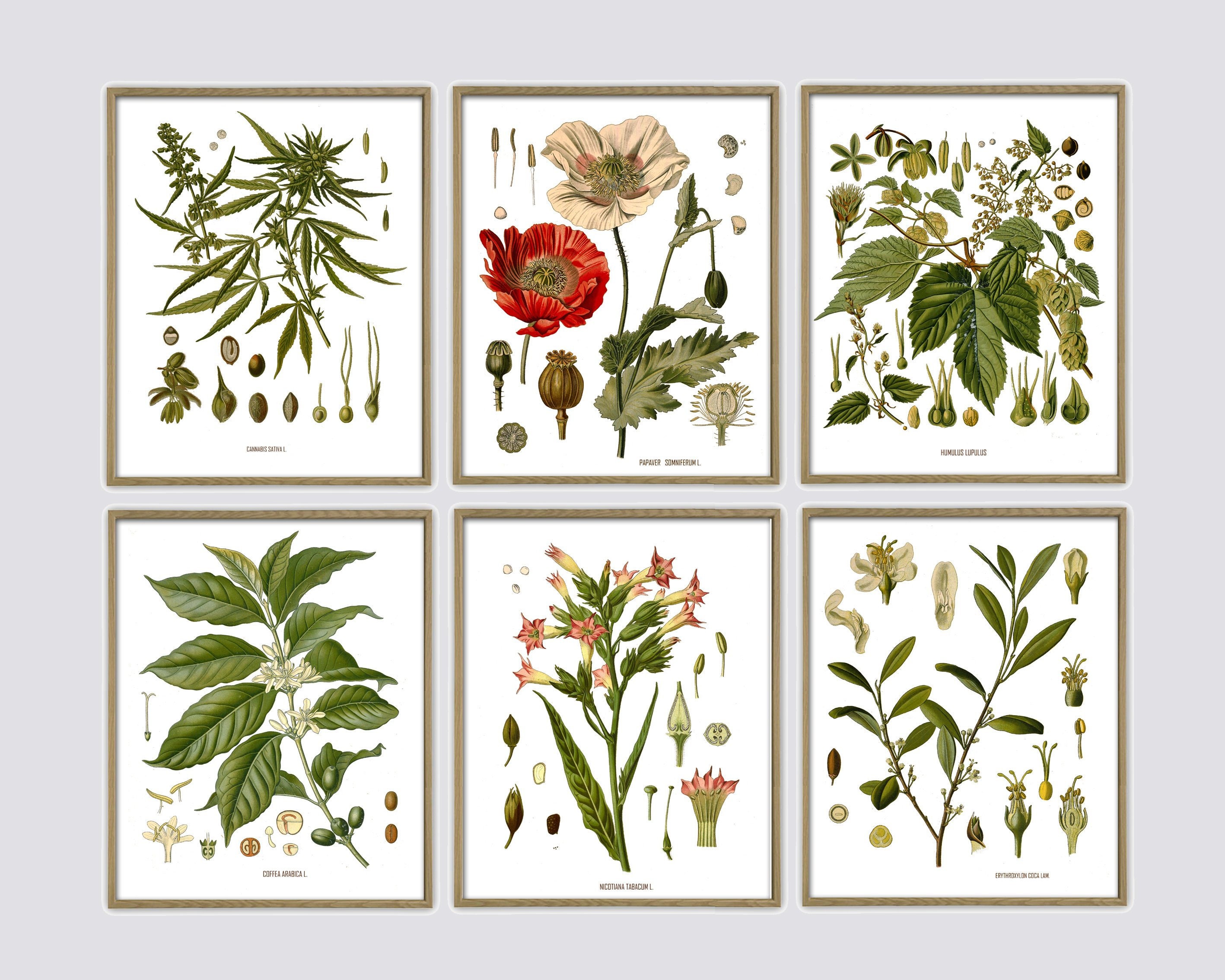 Drug Plants Print Set of 6 Vintage Cocaine Cannabis Opium Poppy Coffee Hop  Tobacco Drug Art Antique Botanical Print Drug Decor - Etsy