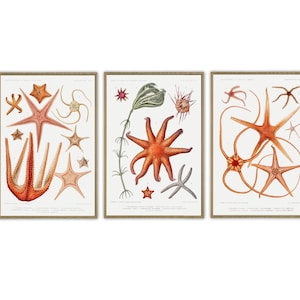Starfish Print Set, Marine Biology Poster Bathroom Decor Print, Oceanography Print, Science Illustration, Marine Biology, Bathroom Decor