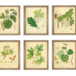 Vintage Botanical Print , Home Wall Art Botanical Poster Kitchen Decor Botanical Wall Art Gift Idea, Tree Leaves Print