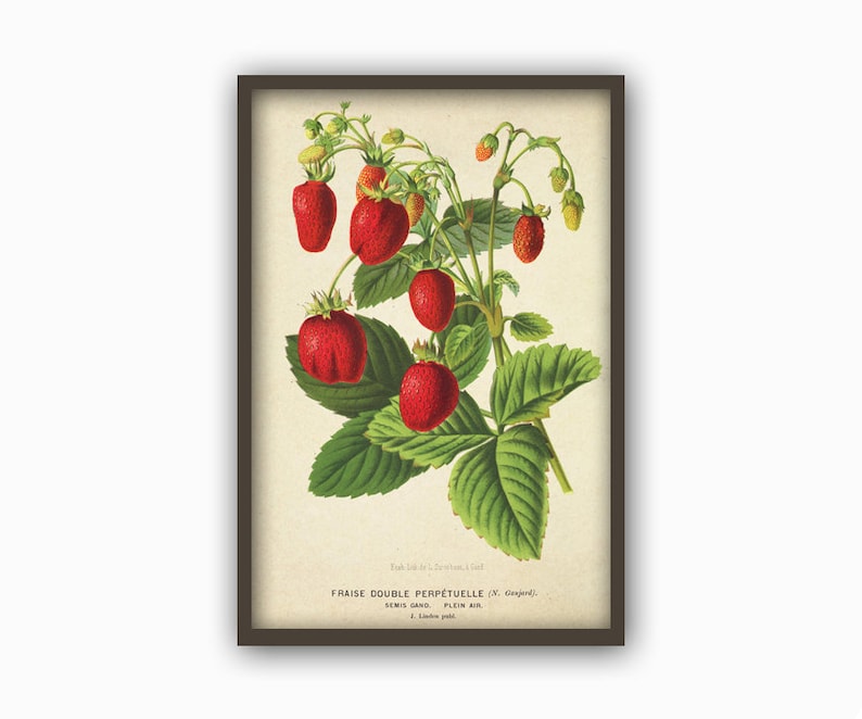 Antique Strawberry Print, Berry Botanical Illustration, Kitchen Berry Wall Art Decor, Berry Poster image 2