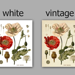 Puede incluir: Una ilustraci&oacute;n bot&aacute;nica vintage de una flor de amapola con p&eacute;talos rojos y blancos. La ilustraci&oacute;n incluye el tallo, las hojas y las c&aacute;psulas de semillas de la flor. El texto "PAPAVER SOMNIFERUM" est&aacute; impreso en la parte inferior de la imagen.