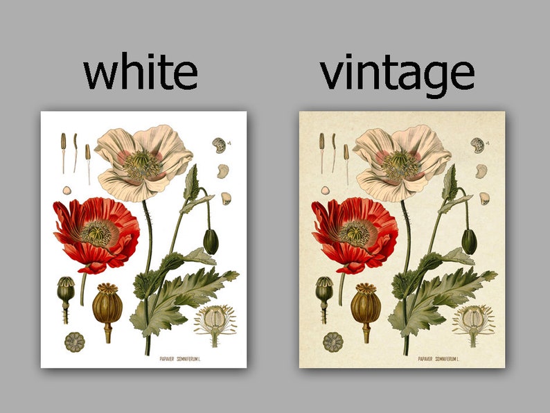 Puede incluir: Una ilustraci&oacute;n bot&aacute;nica vintage de una flor de amapola con p&eacute;talos rojos y blancos. La ilustraci&oacute;n incluye el tallo, las hojas y las c&aacute;psulas de semillas de la flor. El texto "PAPAVER SOMNIFERUM" est&aacute; impreso en la parte inferior de la imagen.